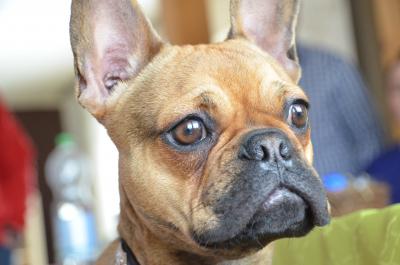 Französische Bulldogge 12