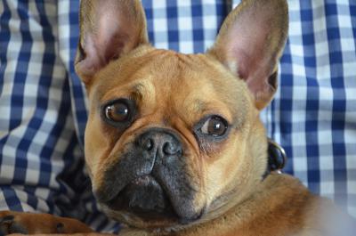 Französische Bulldogge 13