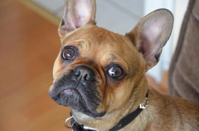 Französische Bulldogge 2