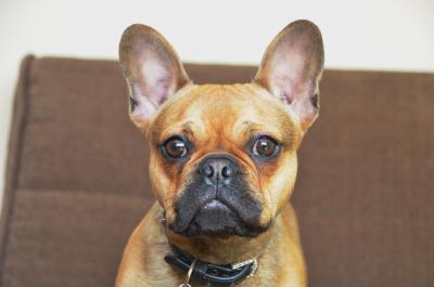 Französische Bulldogge 3
