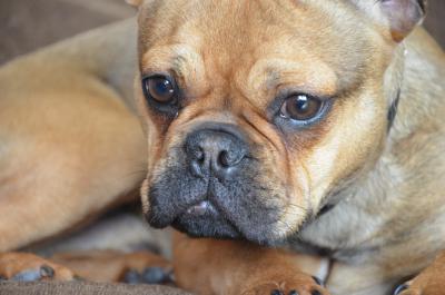 Französische Bulldogge 4