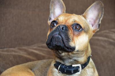 Französische Bulldogge 5