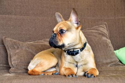 Französische Bulldogge 6