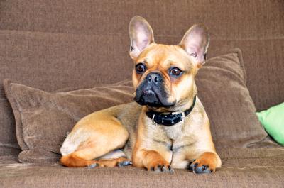 Französische Bulldogge 7