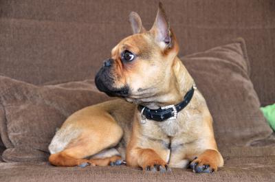 Französische Bulldogge 8