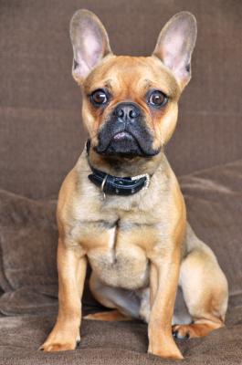 Französische Bulldogge 9