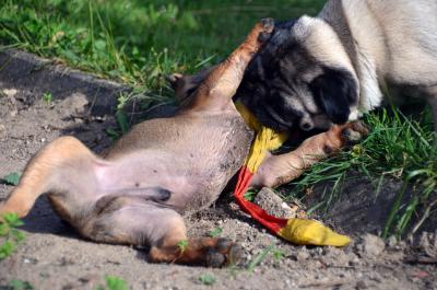 Französische Bulldogge spielt mit Mops