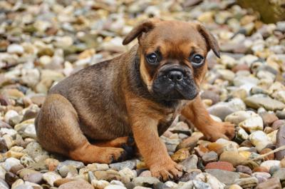 Französische Bulldogge Welpe 2