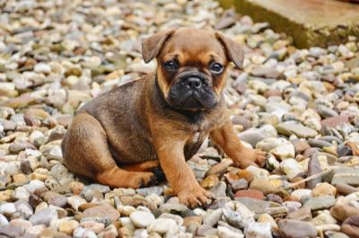 Französische Bulldogge Welpe