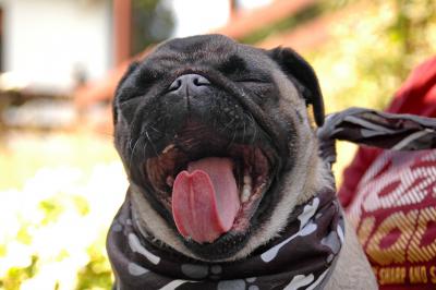 Gähnender Mops