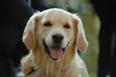 Golden Retriever 2