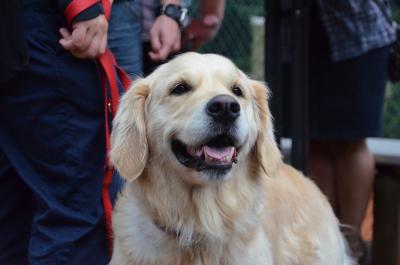 Golden Retriever