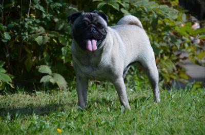 Hächelnder Mops