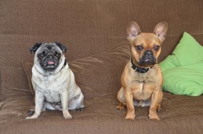 Hunde auf dem Sofa