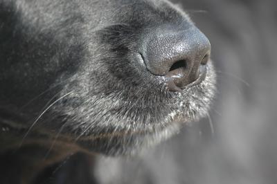Hundeschnauze eines Hovawarts 2