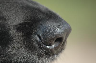 Hundeschnauze eines Hovawarts