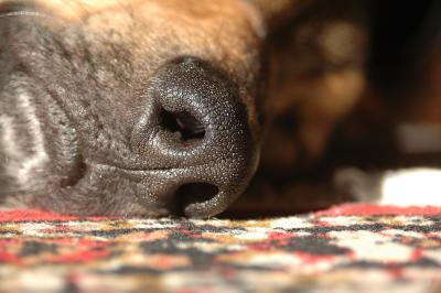 Hundeschnauze