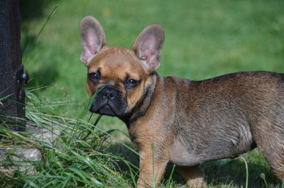 Junge französische Bulldogge 2