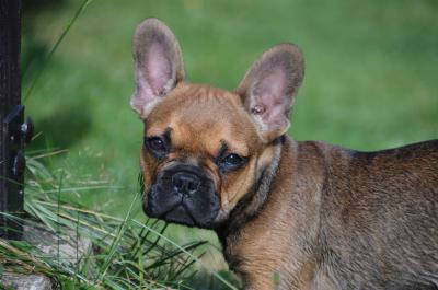 Junge französische Bulldogge 3