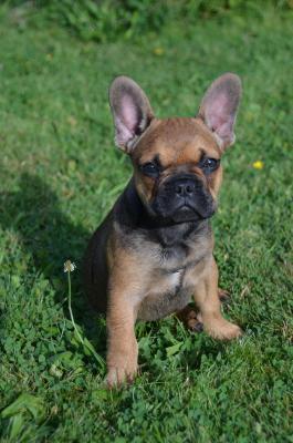 Junge französische Bulldogge 4