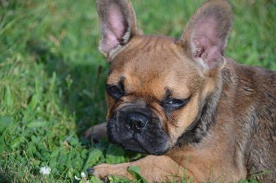 Junge französische Bulldogge 5