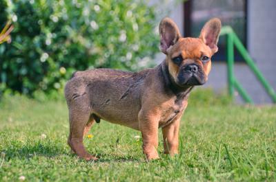 Junge französische Bulldogge 6
