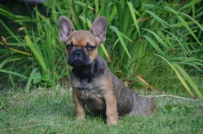 Junge französische Bulldogge
