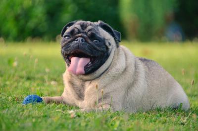 Liegender Mops 2
