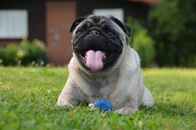Liegender Mops 3