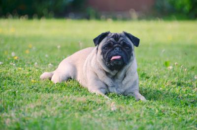 Liegender Mops