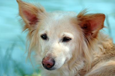 Mischlingshund 3