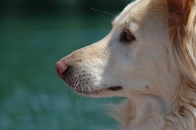 Mischlingshund 4