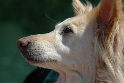 Mischlingshund 5