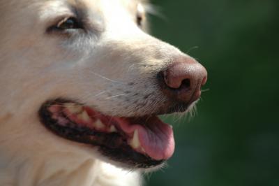 Mischlingshund 6
