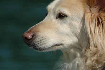 Mischlingshund 7