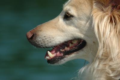 Mischlingshund 8