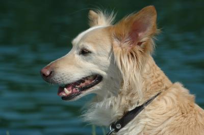 Mischlingshund 9