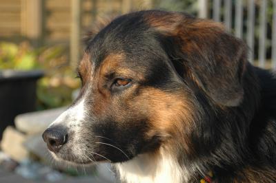 Mischlingshund