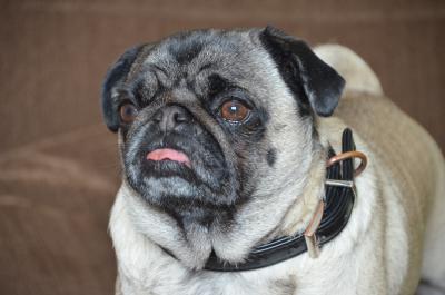 Mops 2