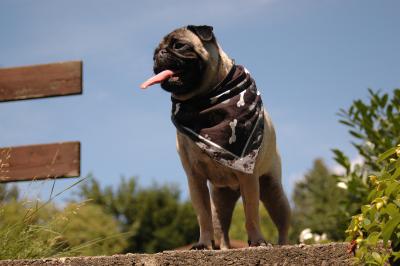 Mops 3