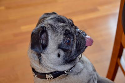 Mops 4