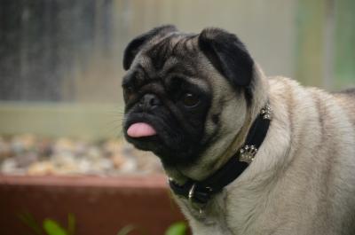 Mops 5