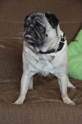 Mops 6