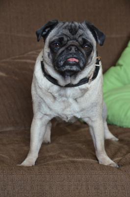Mops 7