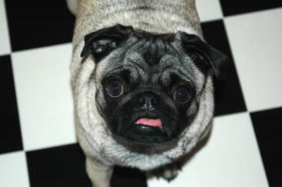 Mops auf Schachbrettmuster