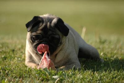 Mops schleckt an Knochen