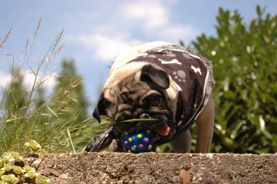 Mops spielt mit Ball