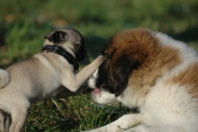 Mops spielt mit Bernhardiner