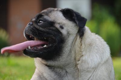 Mops streckt Zunge raus 2