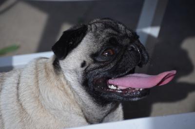 Mops streckt Zunge raus